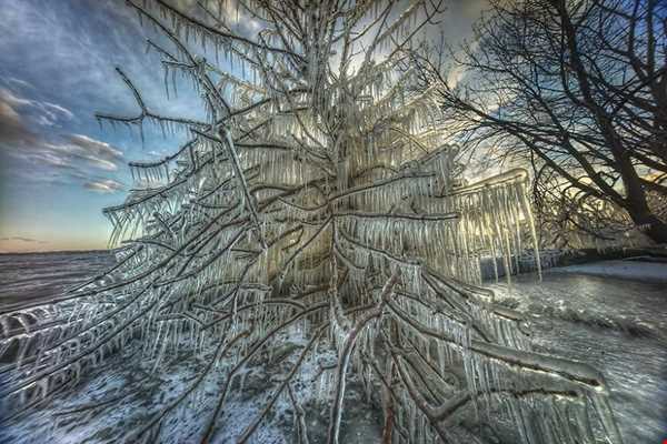 درختان یخ زده ، مونترال کانادا