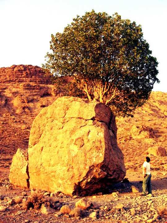 عجیب‌ترین درخت ایران
