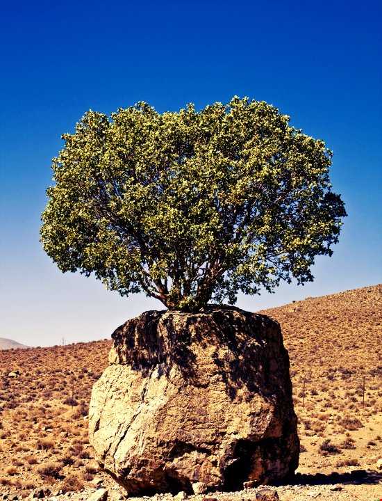 عجیب‌ترین درخت ایران