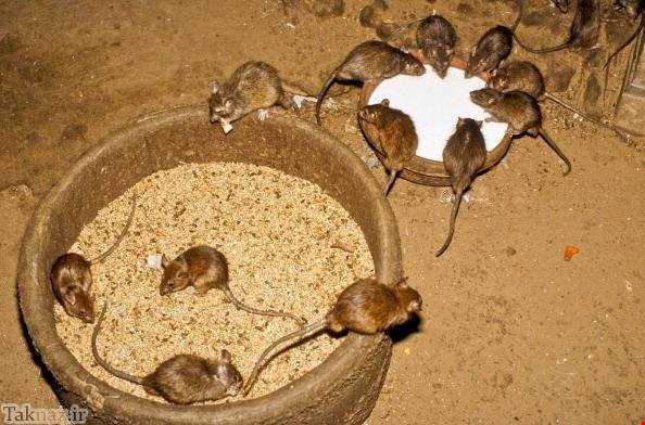 جایی که موش‌ها را عبادت می‌کنند!