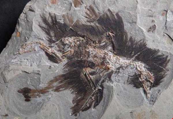 فسیل رنگی پر دایناسور پرنده با قدمت ۱۵۰ میلیون سال کشف شد