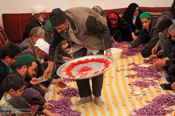 برداشت زعفران ، عکس روز شبکه‌های اجتماعی