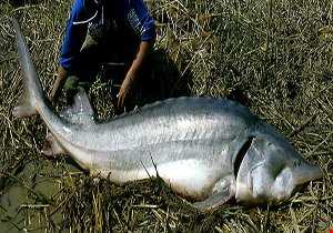 صید ماهی ۸۰ میلیون تومانی در کیاشهر