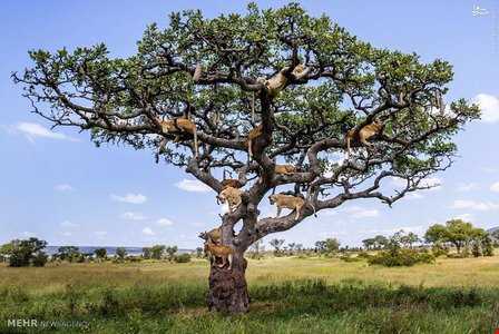 یک درخت پُر از شیر