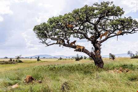 یک درخت پُر از شیر