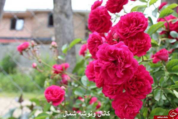 باغ گل‌های نسترن در روستای سجیران اشکورات