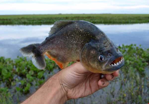 ماهی عجیب خطرناک با دندانش همه چیز را پاره می کند!