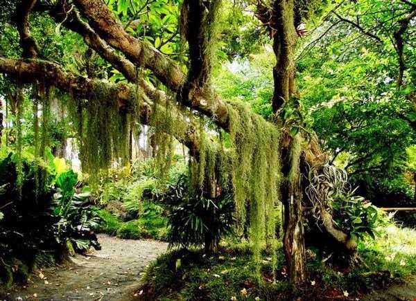 جنگل سونداربانس یکی از عجایب هفتگانه طبیعت