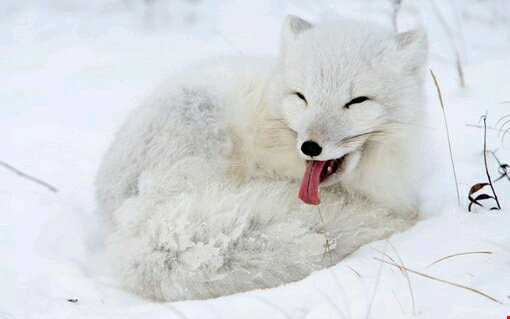 روباه سفید قطبی را بشناسیم