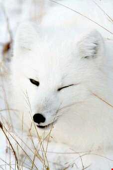 روباه سفید قطبی را بشناسیم