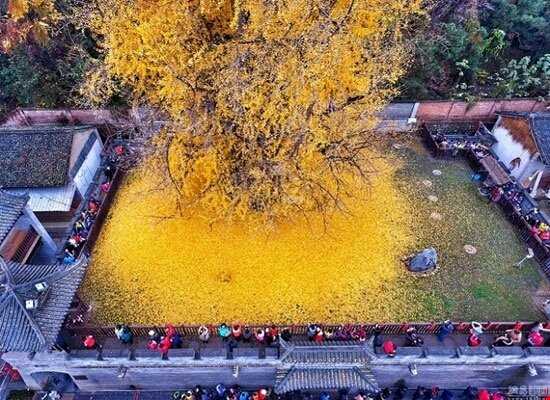 درخت 1400 ساله چینی