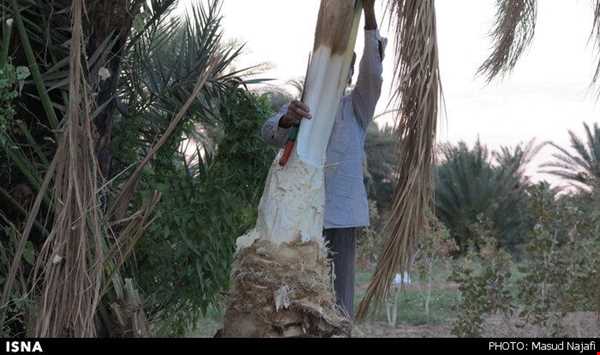 شبکه اجتماعی گردشگری تیشینه