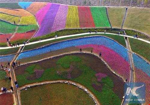 جشنواره گل‌های لاله در چین