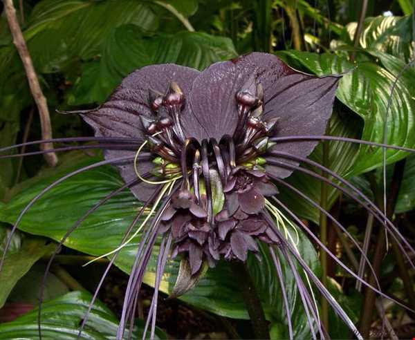 گل خفاش سیاه