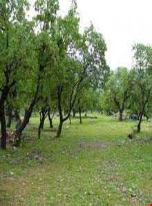 دشت برم کازرون