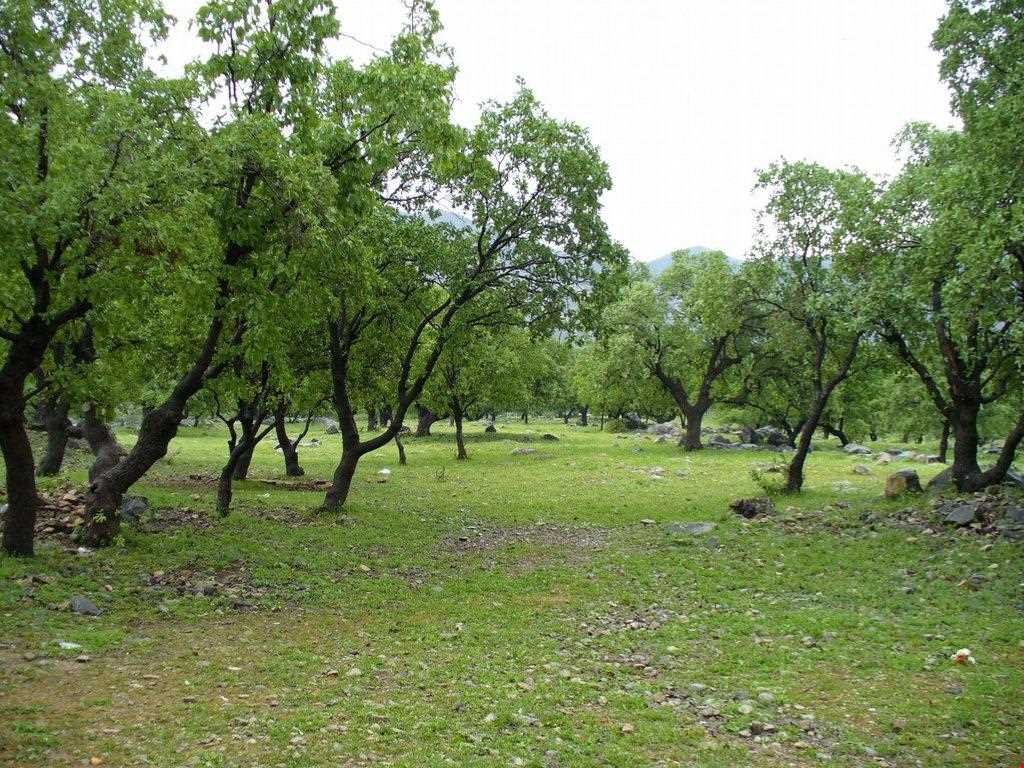 دشت برم کازرون