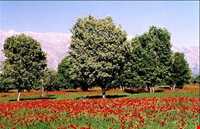 دشت برم کازرون