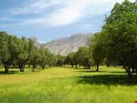 دشت برم کازرون