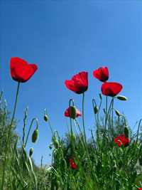 دشت برم کازرون