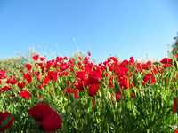 دشت برم کازرون