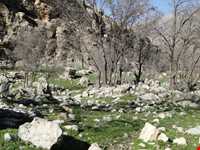 دشت برم کازرون