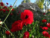 دشت برم کازرون