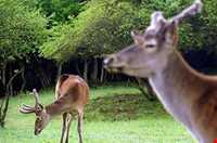 Arasbaran Protected Area