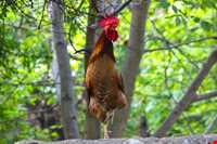 روستای شیوند