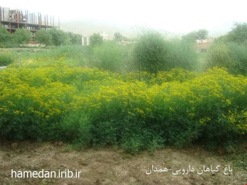 Herb garden of Boo Ali Sina