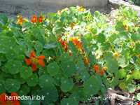Herb garden of Boo Ali Sina
