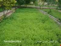 Herb garden of Boo Ali Sina