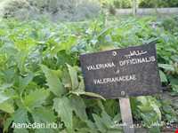 Herb garden of Boo Ali Sina