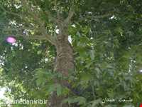 Herb garden of Boo Ali Sina