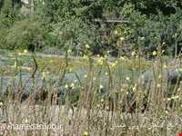 Herb garden of Boo Ali Sina