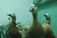 Hamedan Museum of Natural History