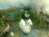 Hamedan Museum of Natural History