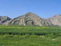 Narges lands  of Kazeroon