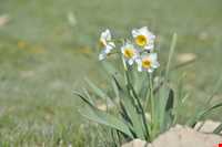 Narges lands  of Kazeroon