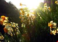 Narges lands  of Kazeroon