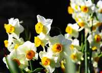 Narges lands  of Kazeroon