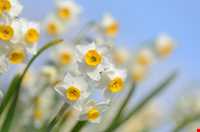 Narges lands  of Kazeroon