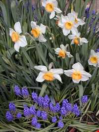 Narges lands  of Kazeroon