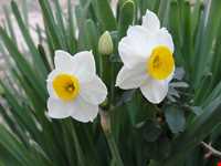 Narges lands  of Kazeroon