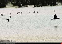 تالاب استیل