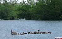 تالاب استیل