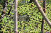 تالاب استیل