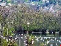 تالاب استیل