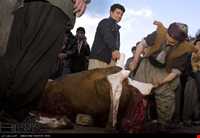 The traditional celebration of the old  Shaliar