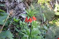 Darband Alvanq Waterfall