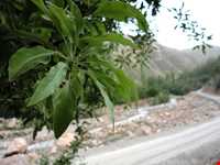 روستای گل آخور